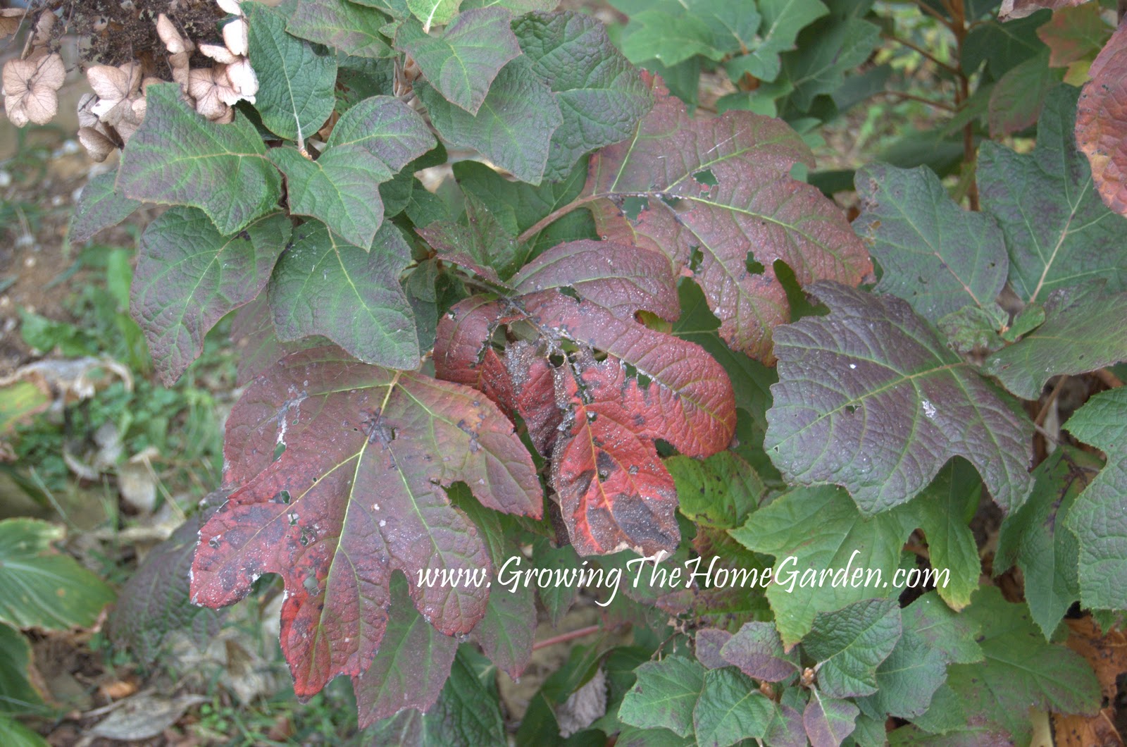 Charming The Birds From The Trees Oak Leaf Hydrangea
