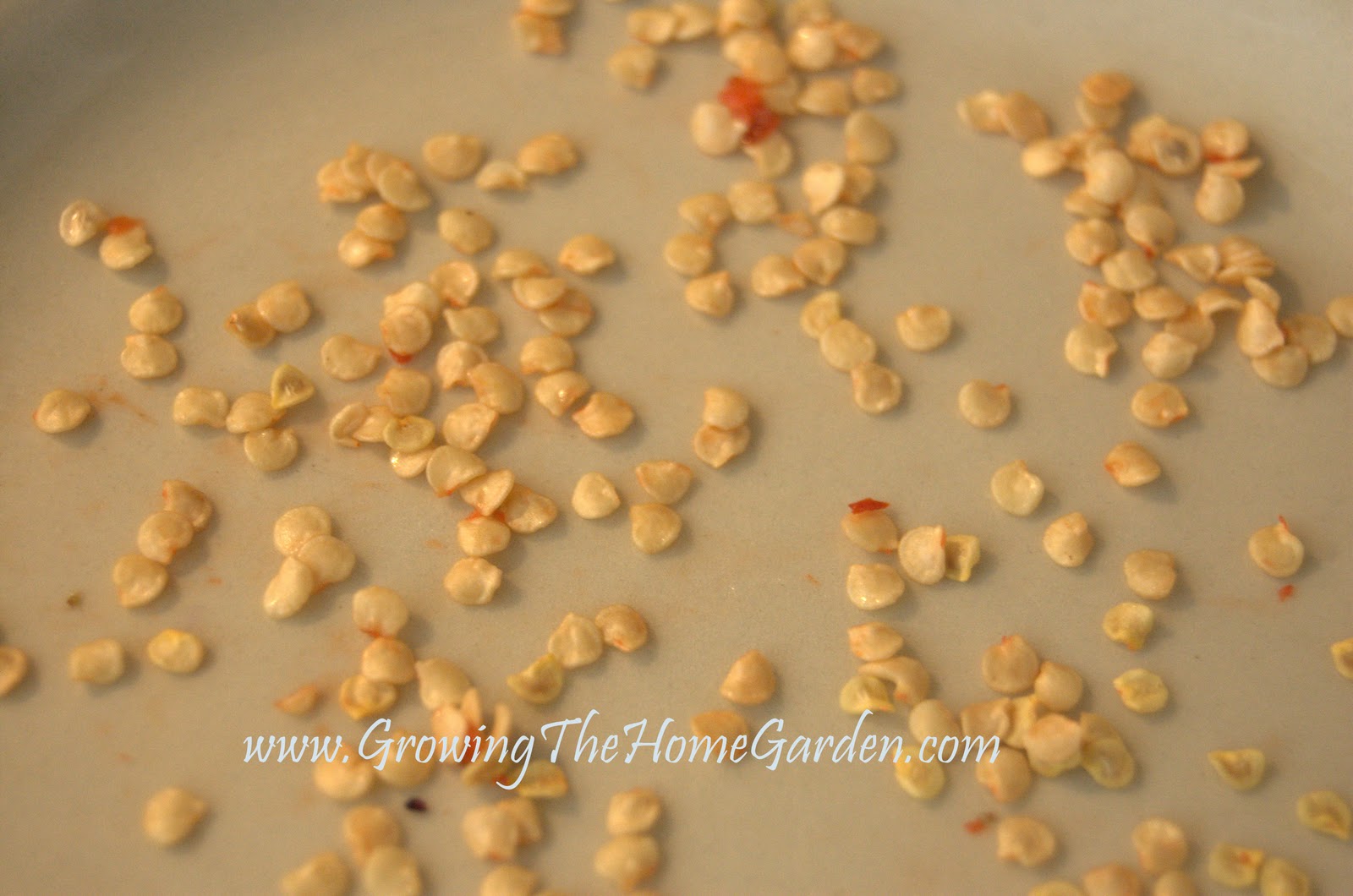How to Extract Seeds from Ornamental Peppers Growing The Home Garden