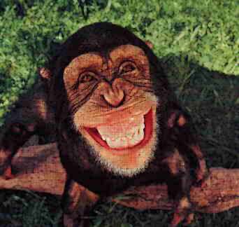 [monkey.jpg]