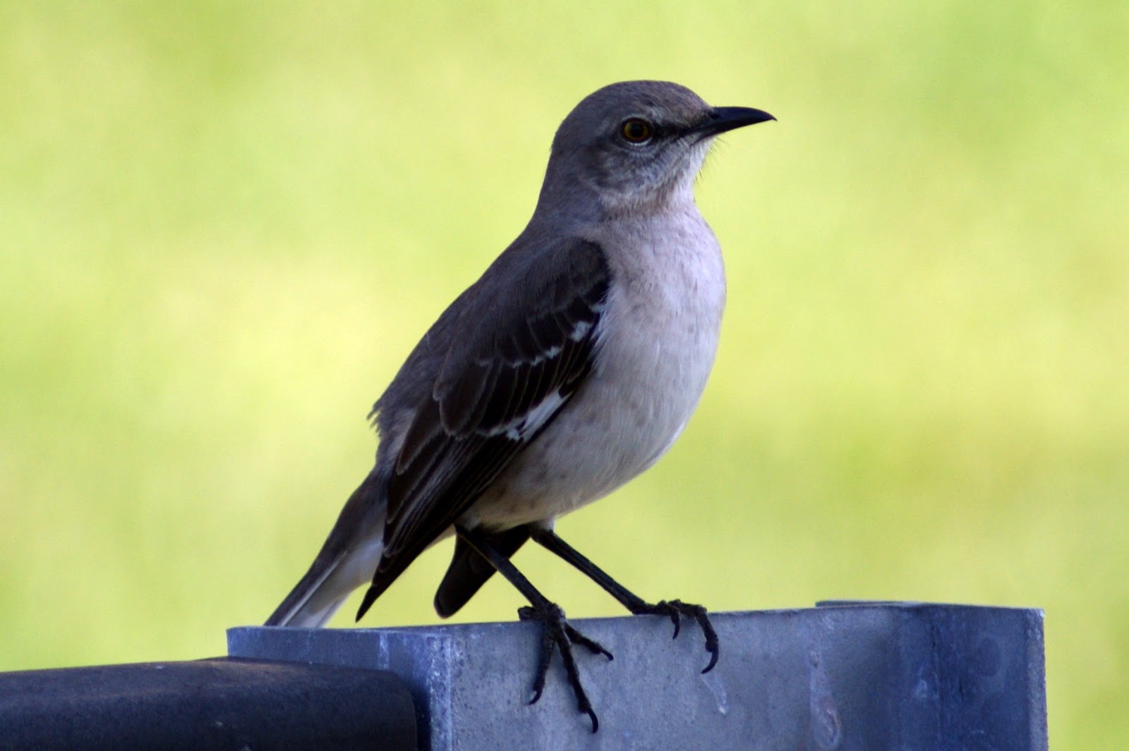 What's Chirping? Northern Mockingbird