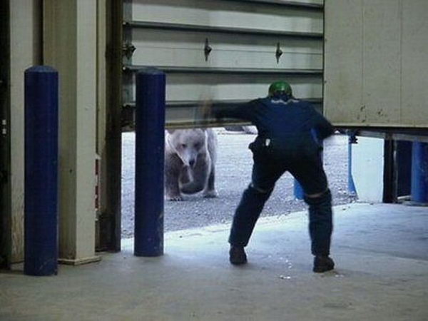 [shit-bear.jpg]