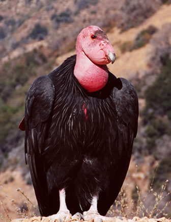 [condor+californiano.jpg]