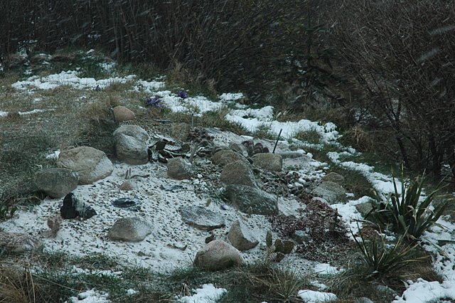 [cactus_bed_being_covered_in_snow_20080329.jpg]