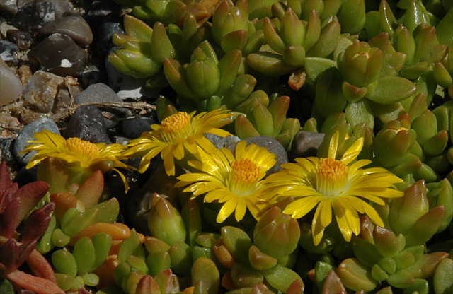 [delosperma_nubigenum_close-up_20070526.jpg]