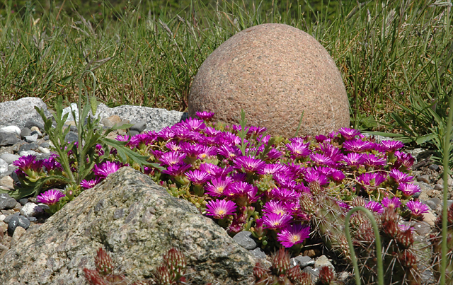 [delosperma_sp_(drakensberg)_20070526.jpg]