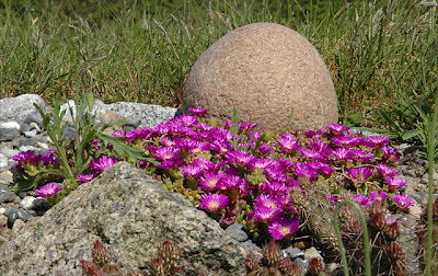 Delosperma sp. (Drakensberg) Delosperma sp. (Drakensberg)