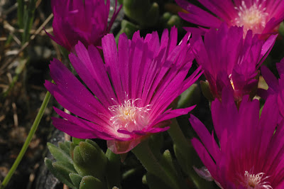 Delosperma 'John Proffit', close-up