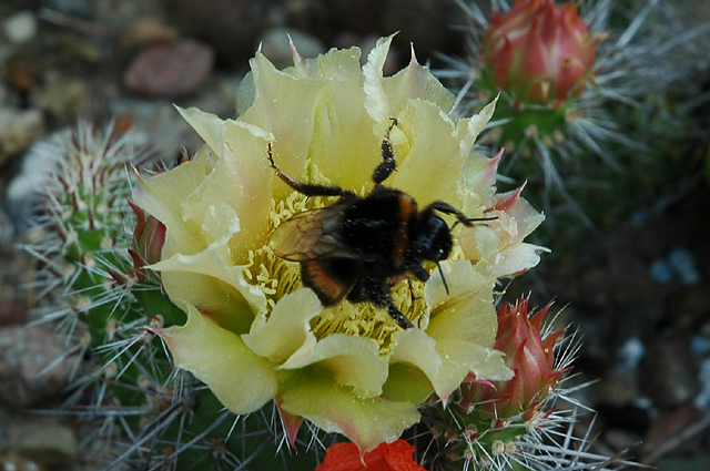 [opuntia_polyacantha_20070623b.jpg]