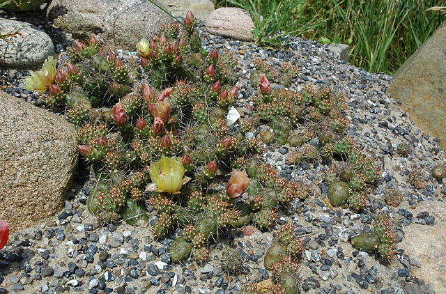 [opuntia_fragilis_20070624b.jpg]