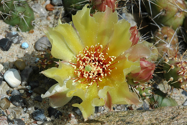 [opuntia_fragilis_20070624a.jpg]