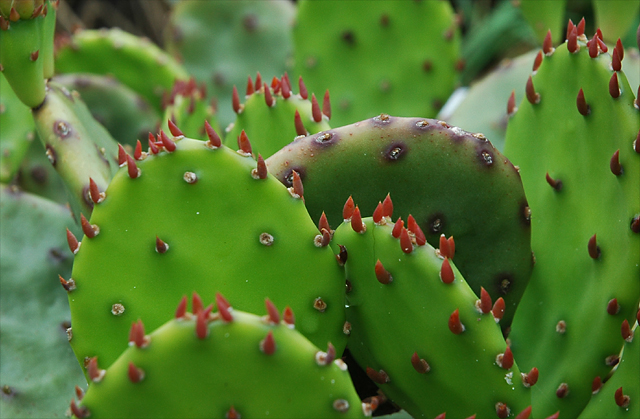 [opuntia_compressa_close-up_20070714.jpg]