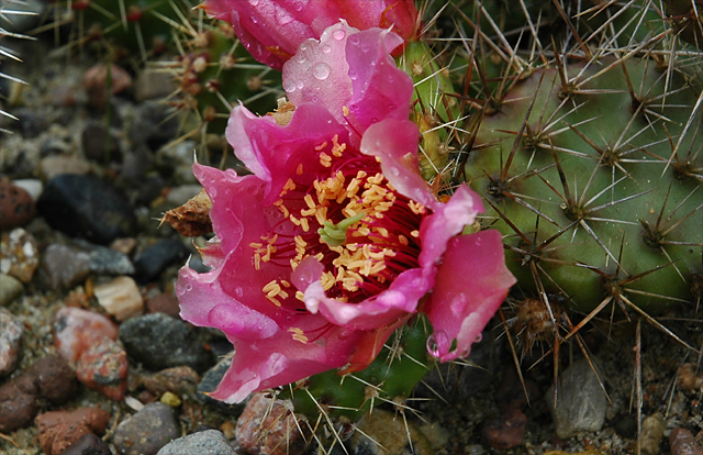 [opuntia_claude_arno_close-up_20070714.jpg]