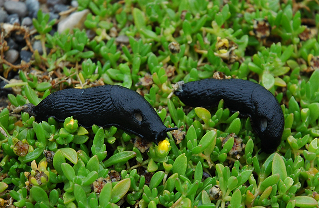 [black_slugs_feasting_on_delosperma_20070724a.jpg]
