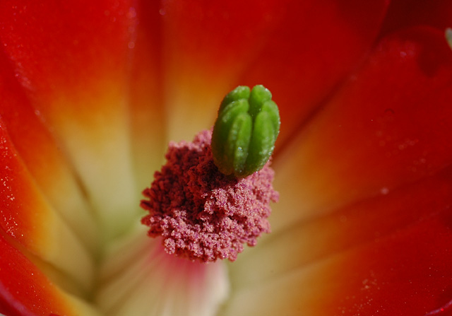 [echinocereus_triglochidiatus_mojavensis_flower_close-up_20090202.jpg]