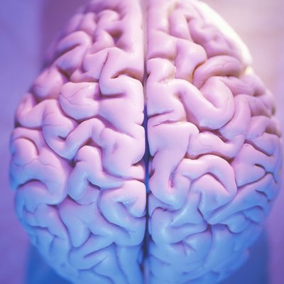 [brain.JPG]