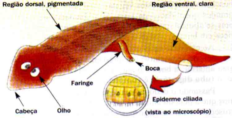Se a prevenção de vermes é necessária para crianças