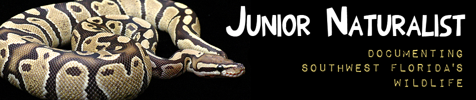 Junior Naturalist