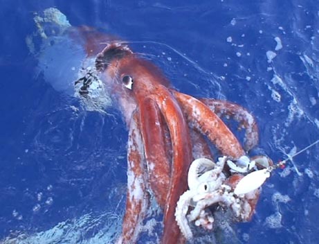 squid giant 2006 nationalgeographic geo national squids colossal largest invertebrates museum invertebrate long facts january real feet habitat fascinating found