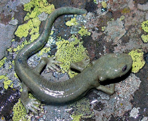 la fabla chesa: Una especie nueva de TRITÓN