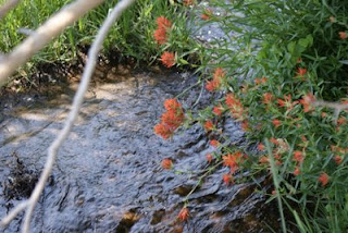 Indian Paintbrush, my favorite wildflower