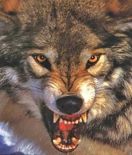 Governor Palin, what is the average carbohydrate count for an aboriginal teenager in the Australian bush? Net carbs, please?