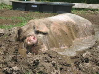 More mud! NOW!!!