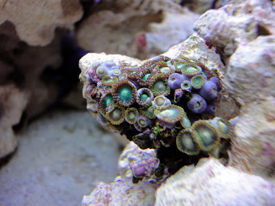 Types Of Zoanthids