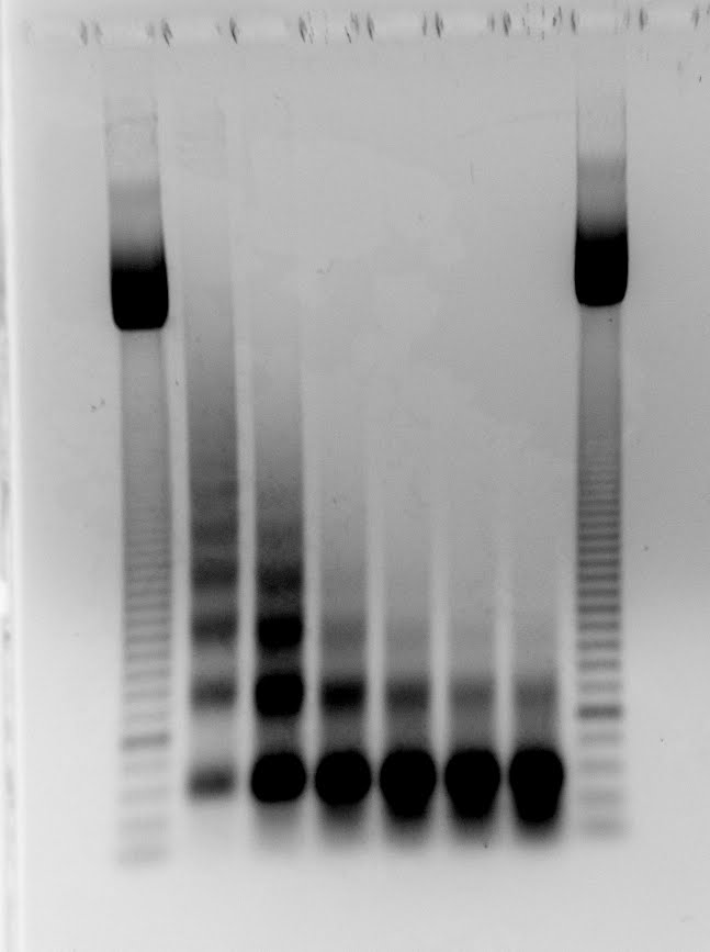 [MNase+titration.bmp]