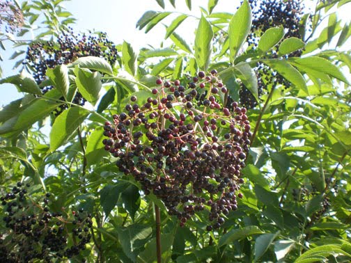 Growing Elderberries