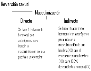 masculinizacion