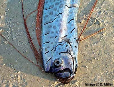 Homework: Oarfish is Longest fish