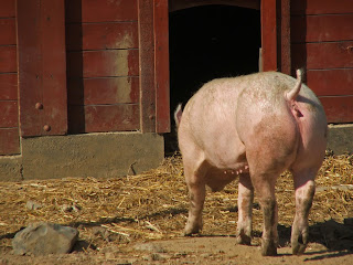 le cochon Teddy