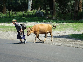Danielle et la vieille vache