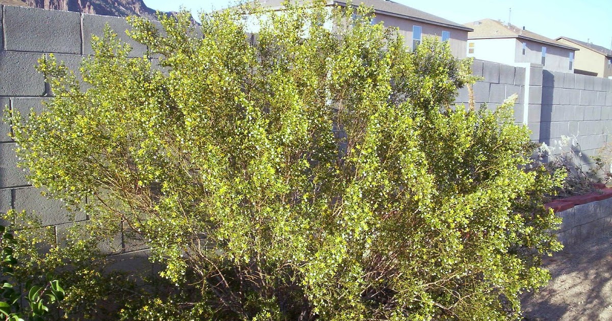 Arizona Skies Creations The smell of the Desert after a rain