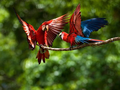 http://4.bp.blogspot.com/_P3gqcL2Brb0/TNoX03FsNWI/AAAAAAAACls/l7mIMxQPo-0/s1600/pair-scarlet-macaws.jpg