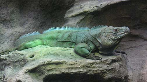 [Iguana3-Shedds.jpg]