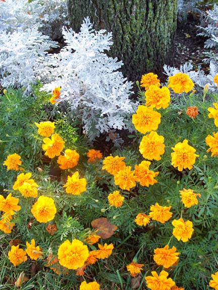 [Marigolds2.jpg]