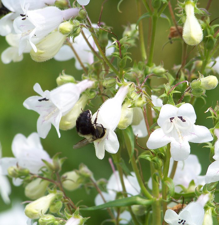 [Bee-pollinating-good.jpg]