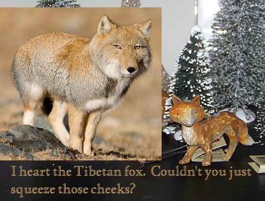 [Tibetan_Fox_Iheart.jpg]