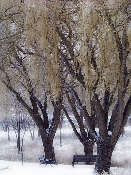 [3Willows-2Benches.jpg]