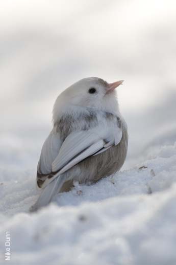 [080_White%20Bird.jpg]