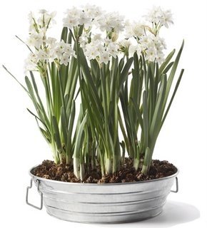 [paperwhites[1].JPG]