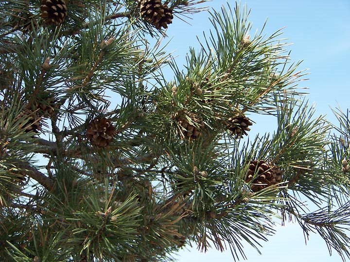 [pine.tree.branch.jpg]