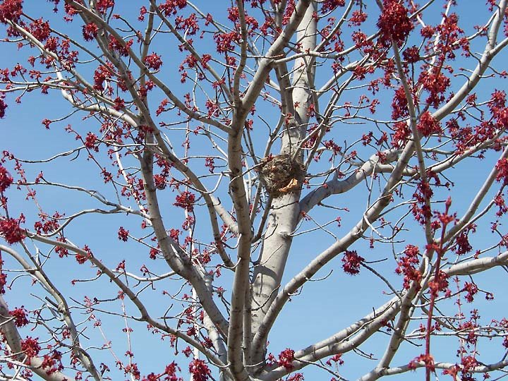 [red.maple.buds.nest.blue.sky.jpg]