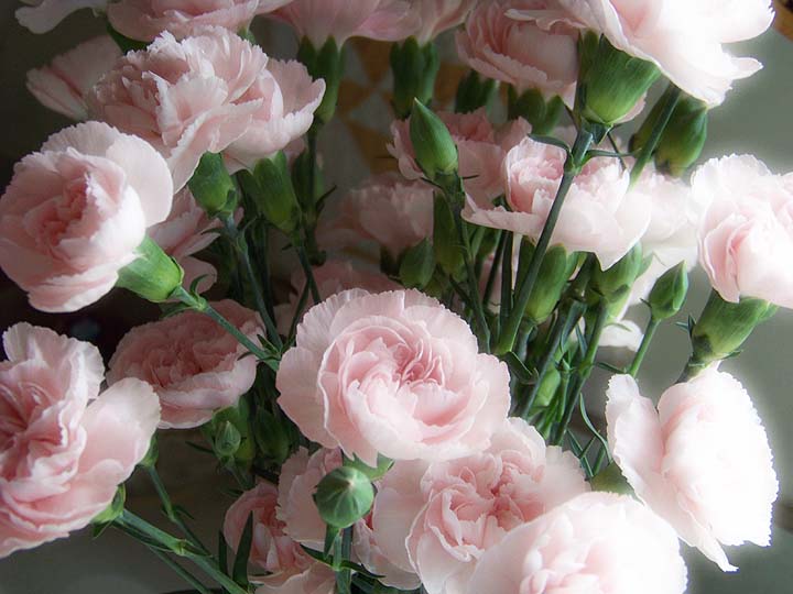 [DG-carnations-gd.jpg]