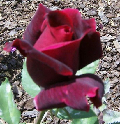 [BLOG-ROSA.JPG]