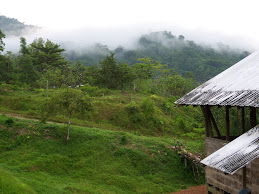 Costa Rica jungle