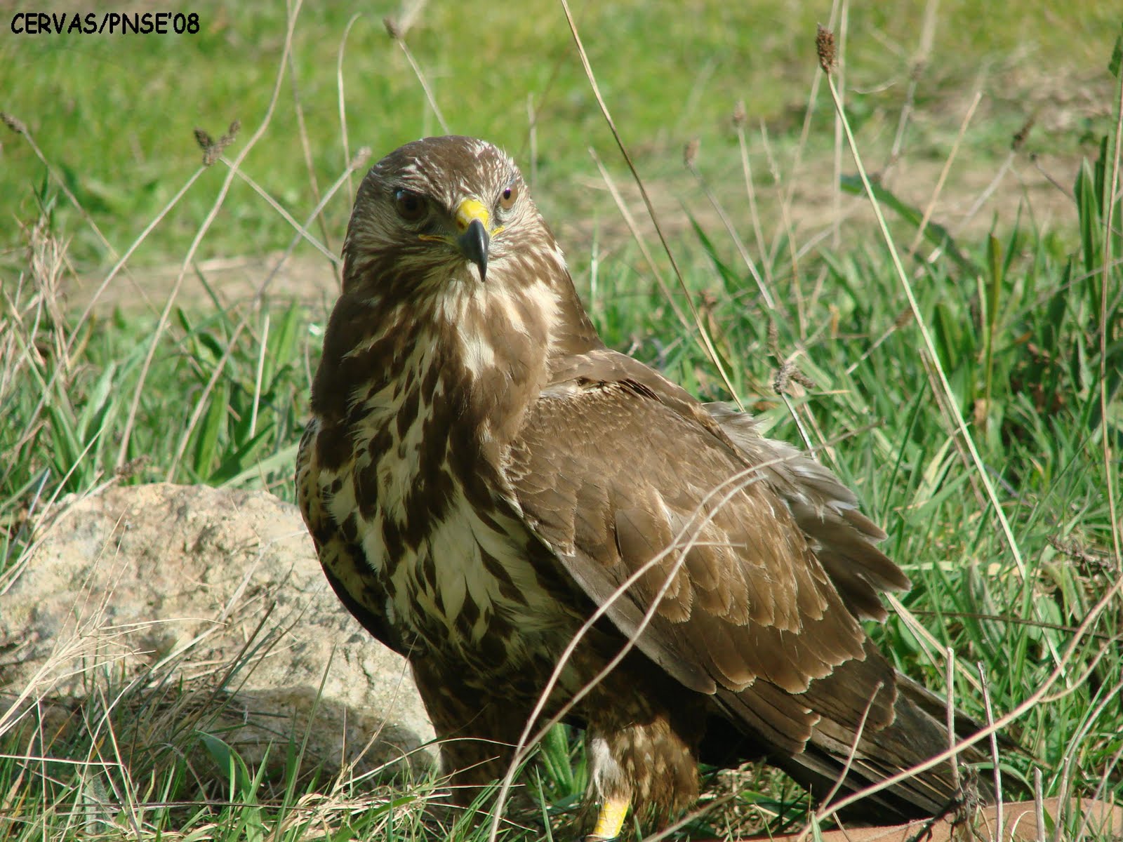 [Buteo.JPG]