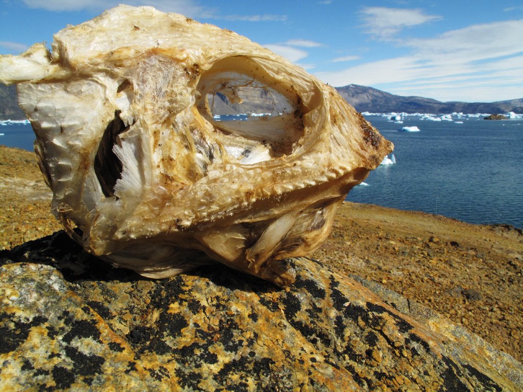 [Fish_1471.jpg]