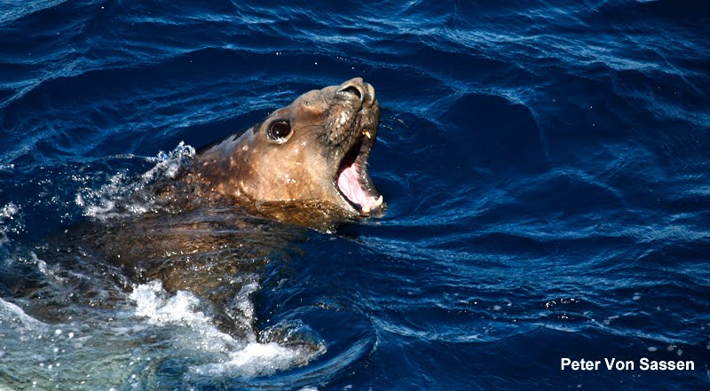 [Elephant-seal5.jpg]